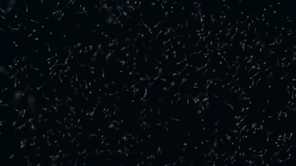 various forms of life in a drop of water. the simulation of the protozoan organism alt