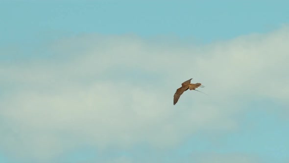 Falcon flying in the air alt