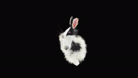 Rabbit Dancing 4K alt