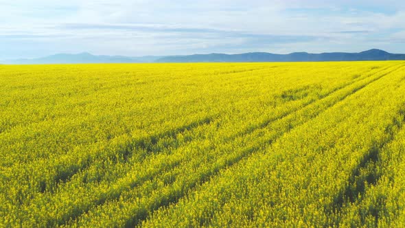 Aero Panorama of a Field of Yellow Rape or Canola Flowers, Grown for the Rapeseed Oil Crop alt