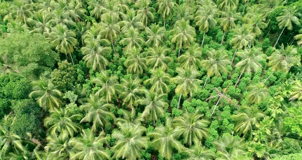 Orbiting Birdseye View Of A Lush Green Coconut Tree Pantation