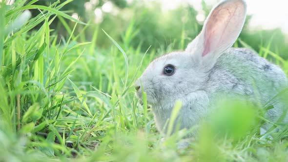 Cute Fluffy Light Gray Domestic Rabbit with Big Mustaches Ears Eats Young Juicy Green Grass Bright alt