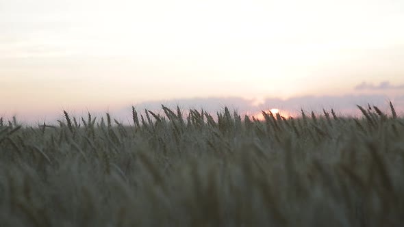 Sun Setting Over A Wheat Field