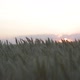 Sun Setting Over A Wheat Field - VideoHive Item for Sale