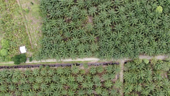 The Beaches at the most southern part of Borneo Island alt