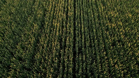 Top View Of Wheat Field