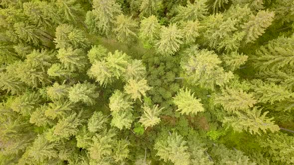 Aerial view of green pine forest with canopies of spruce trees in summer mountains. alt
