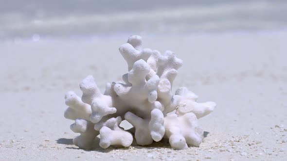White Coral on Sandy Maldives Beach with Sea Background alt
