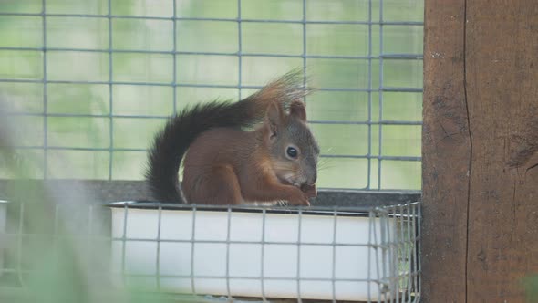 Red Squirrel or Eurasian Red Squirrel, Sciurus Vulgaris. Little Rodent Is Eating Nuts in a Cage. alt