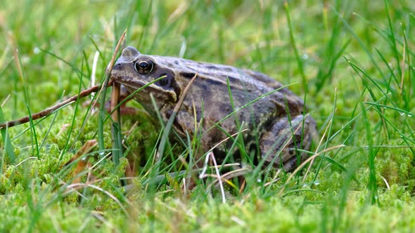 A Common Frog Rana Temporaria Hiding Between the Green Gras and Moss in Ireland alt