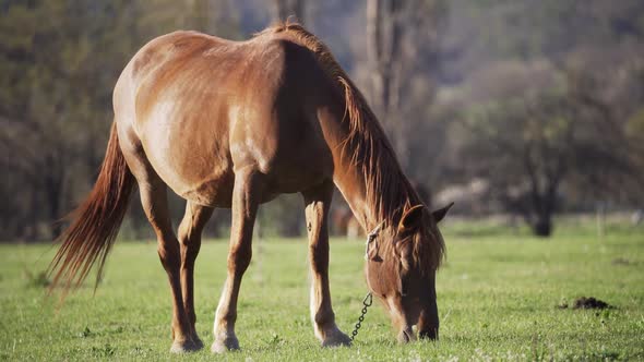 A Beautiful Brown Horse Grazes on a Green Meadow