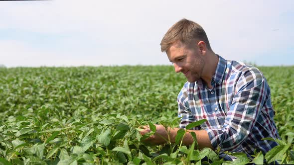 Farmer on Soybean Field Agronomist or Farmer Examining Crop of Soybeans Field alt