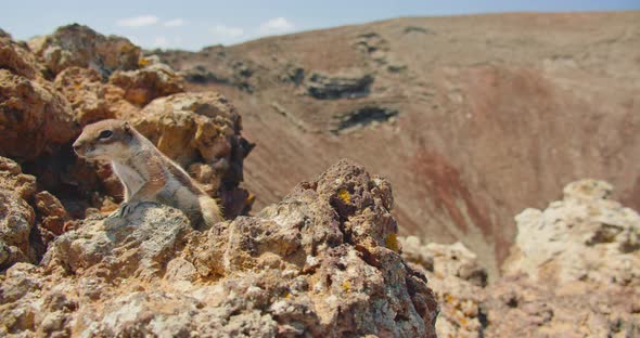 Ground Grey Squirrel in the Natural Environment Wildlife Close Up Detail  alt