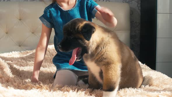 Akita puppy sitting near girl on bed