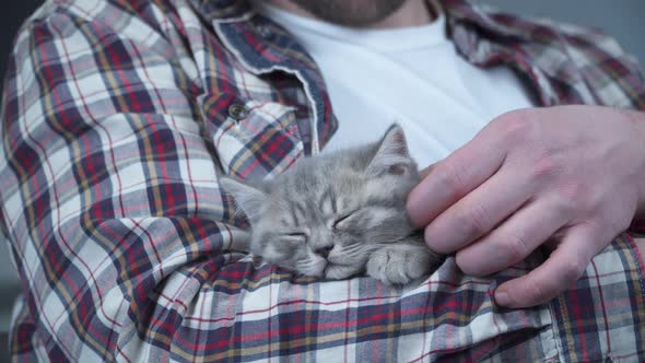 Scottish Straighteared Gray Kitten Sleeps in Arms of Owner of House alt