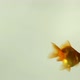 Goldfish swimming in a fishbowl - VideoHive Item for Sale