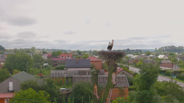 White Stork with Red Beak and Black Wings in Nest on a Tree alt