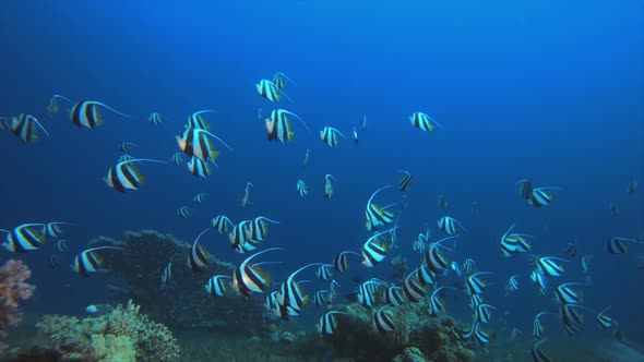 Underwater Blue Sea Water Banner Fish By Nemo Dahab Videohive