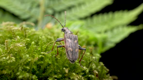 Two-banded Longhorn Beetle Walking On The Green Plant In The Forest Then Fly Away. - close up alt