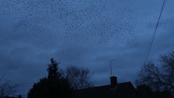 Starlings Fly Above Village Streets During Murmuration At Dusk alt