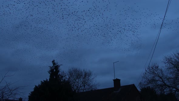 Starlings Fly Above Village Streets During Murmuration At Dusk