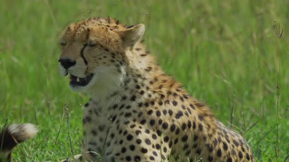 Cheetah in Africa alt