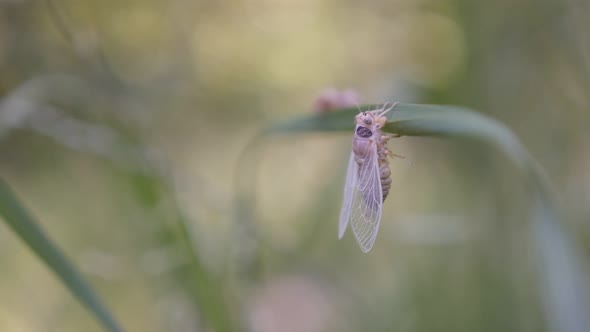 Shallow DOF Cicada Cicadoidea Hemiptera resting on grass after molting 4K footage alt