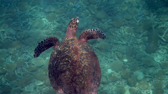 Hawksbill Sea Turtle at the Thailand Seen While Diving and Snorkeling Underwater alt