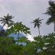 Slow tracking the papaya leaves with coconut trees - VideoHive Item for Sale