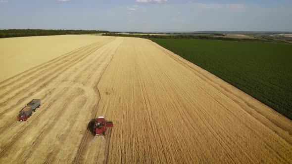 Aerial View Combine Harvester Gathers the Wheat Crop. Wheat Harvesting Shears. Combines in the Field alt