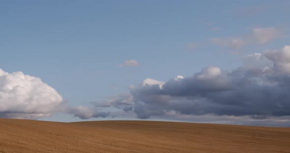 Yellow Wheat Field On A Background Of Sky With White Clouds alt