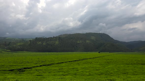 Tea Plantation and Clouds Time Lapse