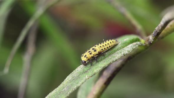 22 Spot Ladybird Larva