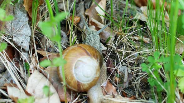 Close-up of a snail slowly crawling in the forest on green grass and leaves. alt