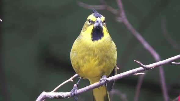 Yellow Cardinal Bird alt