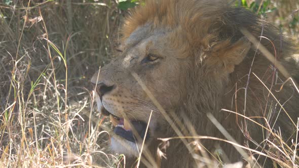 Close up of a lion in dry grass alt