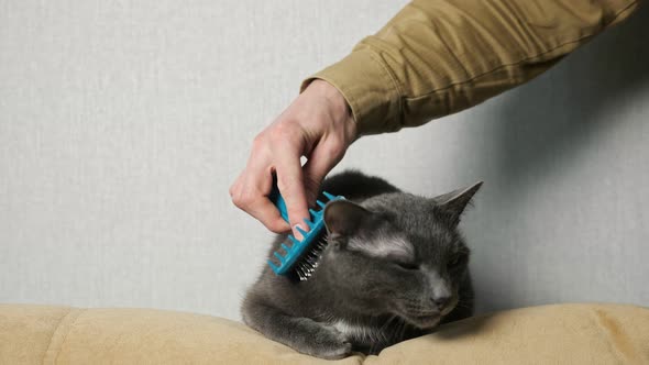Man Strokes Domestic Cat Friend with Brush Near White Wall alt