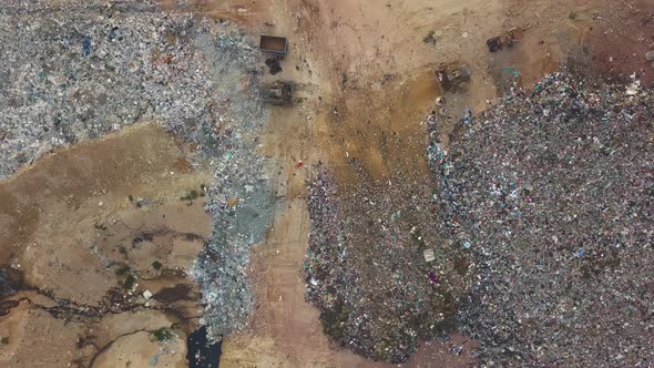 Aerial view white and black bird looking for food alt