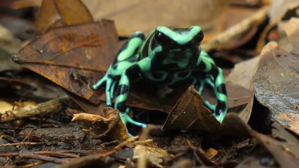 Green and Black Poison Dart Frog in its Natural Habitat in the Caribbean