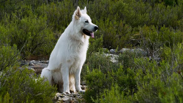 Berger Blanc Suisse or White Swiss Shepherd, domestic dog, (Canis lupus familiaris) alt