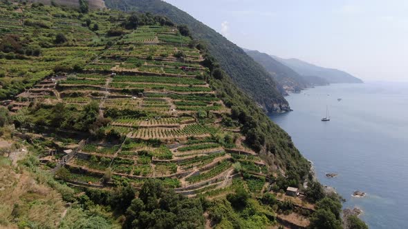 Vines on the hills in Monterosso al Mare town, Cinque Terre, Italy alt