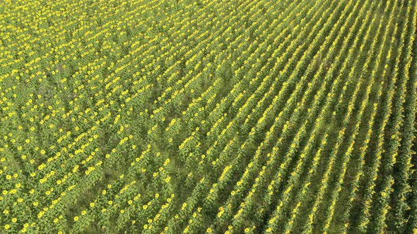 Inspecting sunflower field crop from above 4K aerial footage