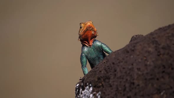 Red-headed Rock Agama, agama agama, Male standing on Rock, Baringo Lake in Kenya, Slow motion alt