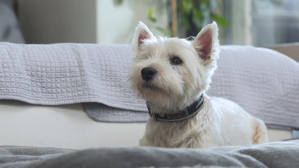 West highland white terrier lying still on a sofa cushion in apartment. alt