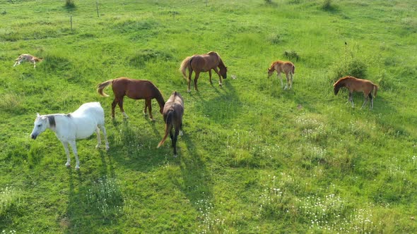 Aerial View Of Horses  alt