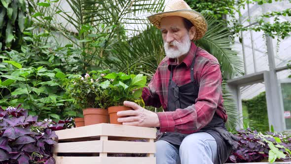 Senior Bearded Man in Straw Hat and in Workwear which Sitting Near Box with Flowerpots alt