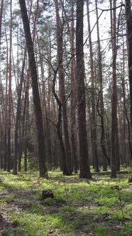 Vertical Video of Beautiful Forest Landscape Aerial View alt