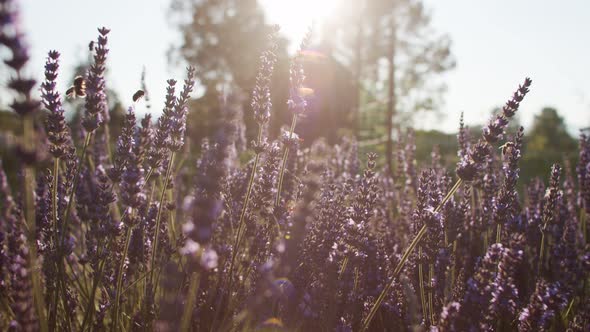 Lavender in the Sunset