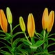 Time Lapse Lilies Opening - VideoHive Item for Sale