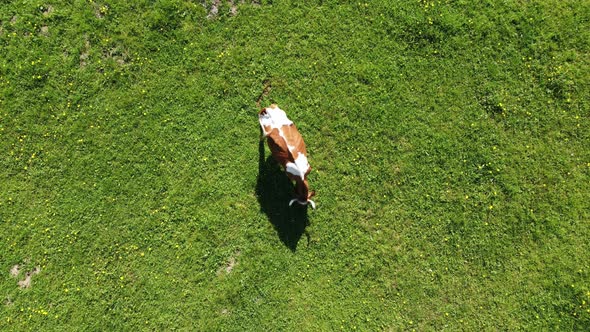 A Lonely Mottled Red Cow on a Lush Green Grassy Meadow in the Countryside